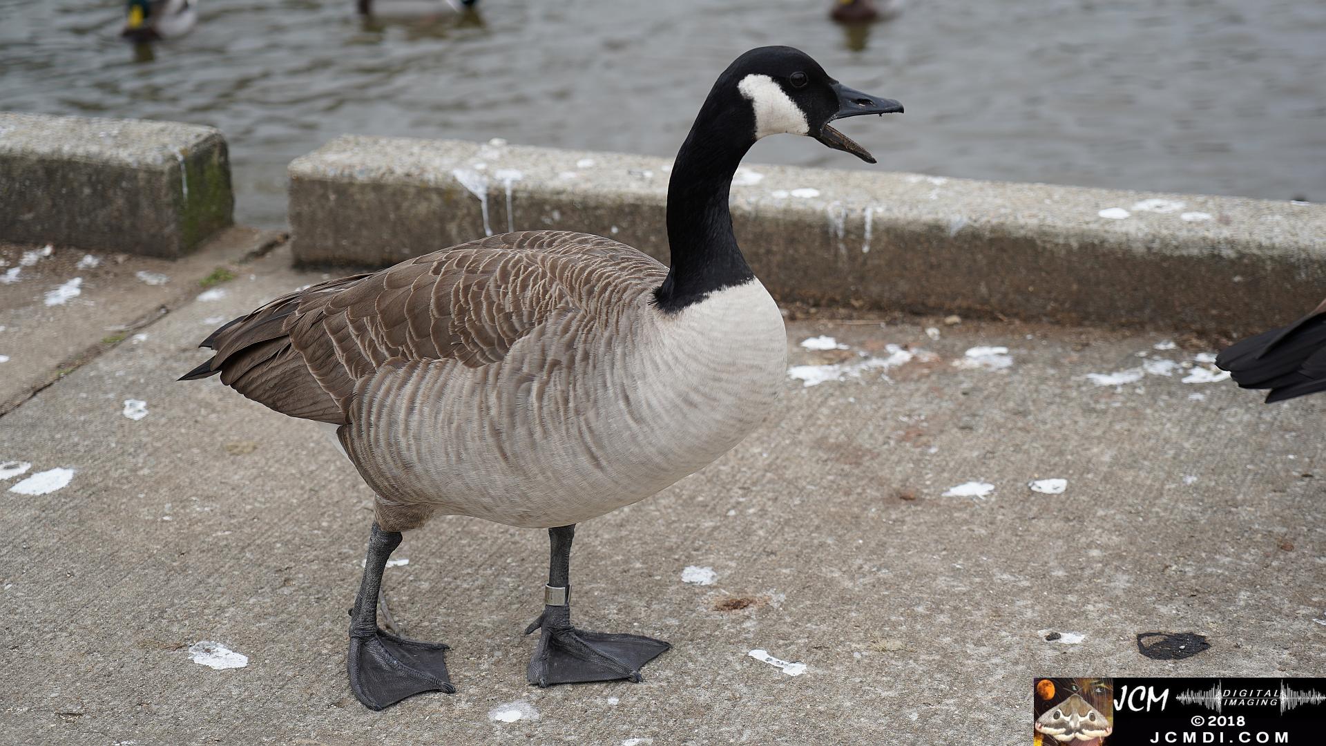 Canada Goose with beak open at Old Hickory Lake, TN